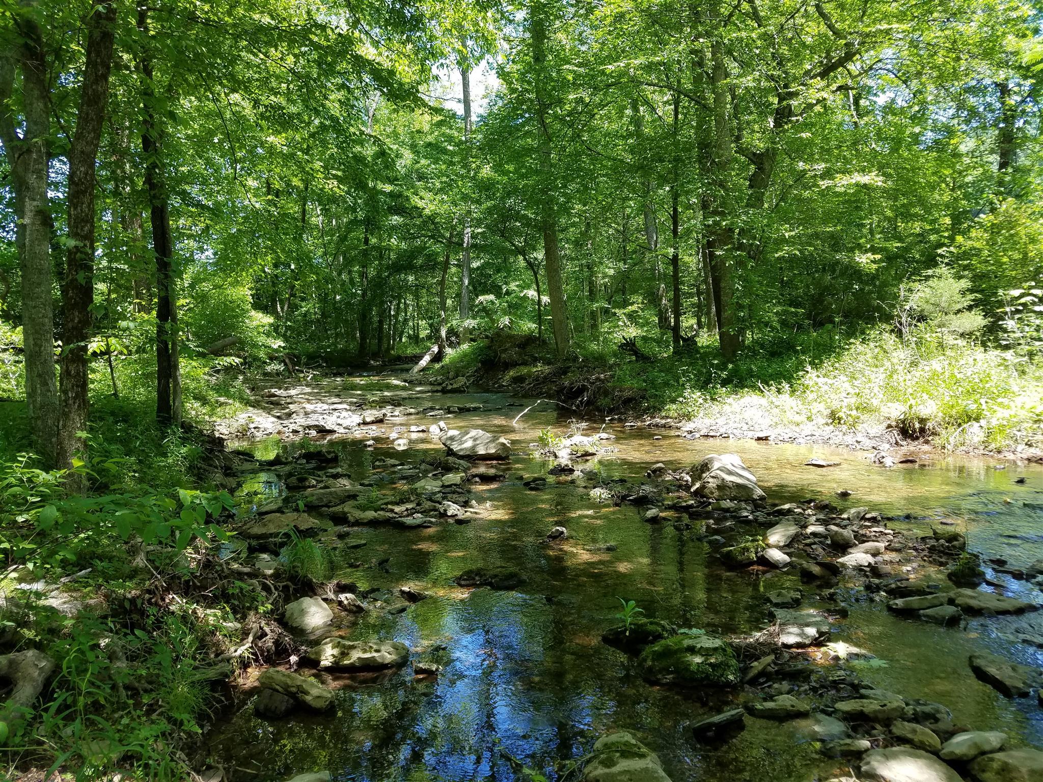 a view of a forest with trees