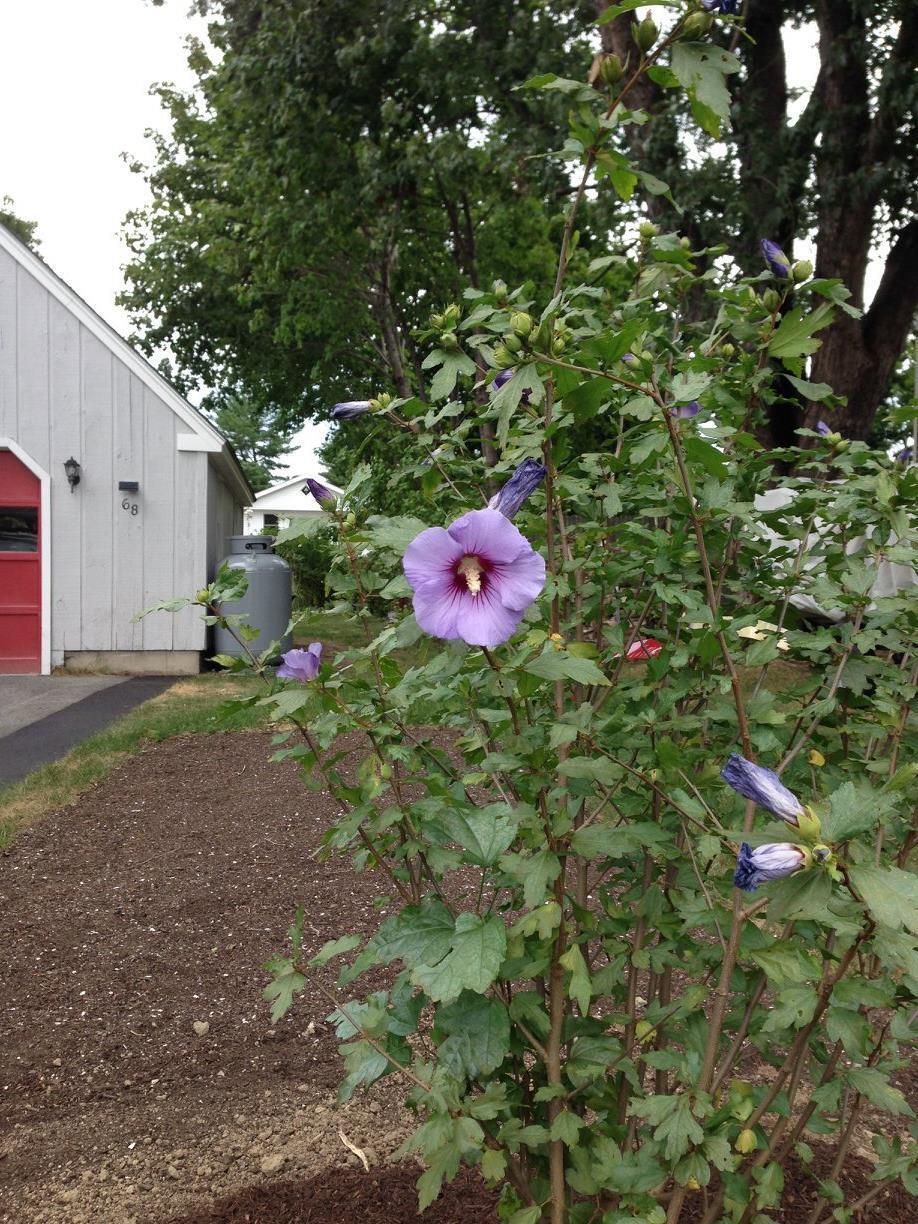 68 Alpine Road Portland, ME 04103 - Photo 83 of 86 rose of sharon
