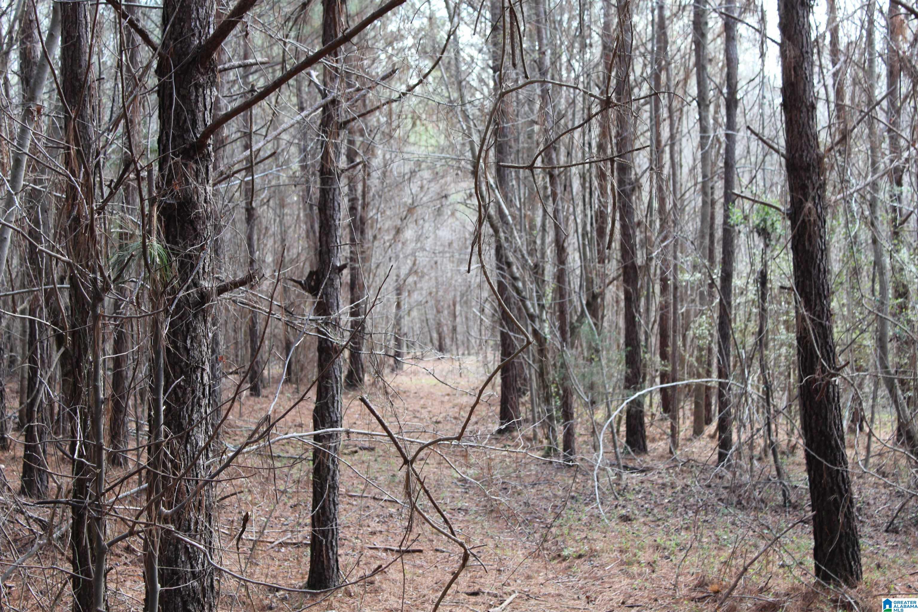 518 County Road, Unit 33 859ACRES Woodland, AL 36280 - Photo 9 of 32