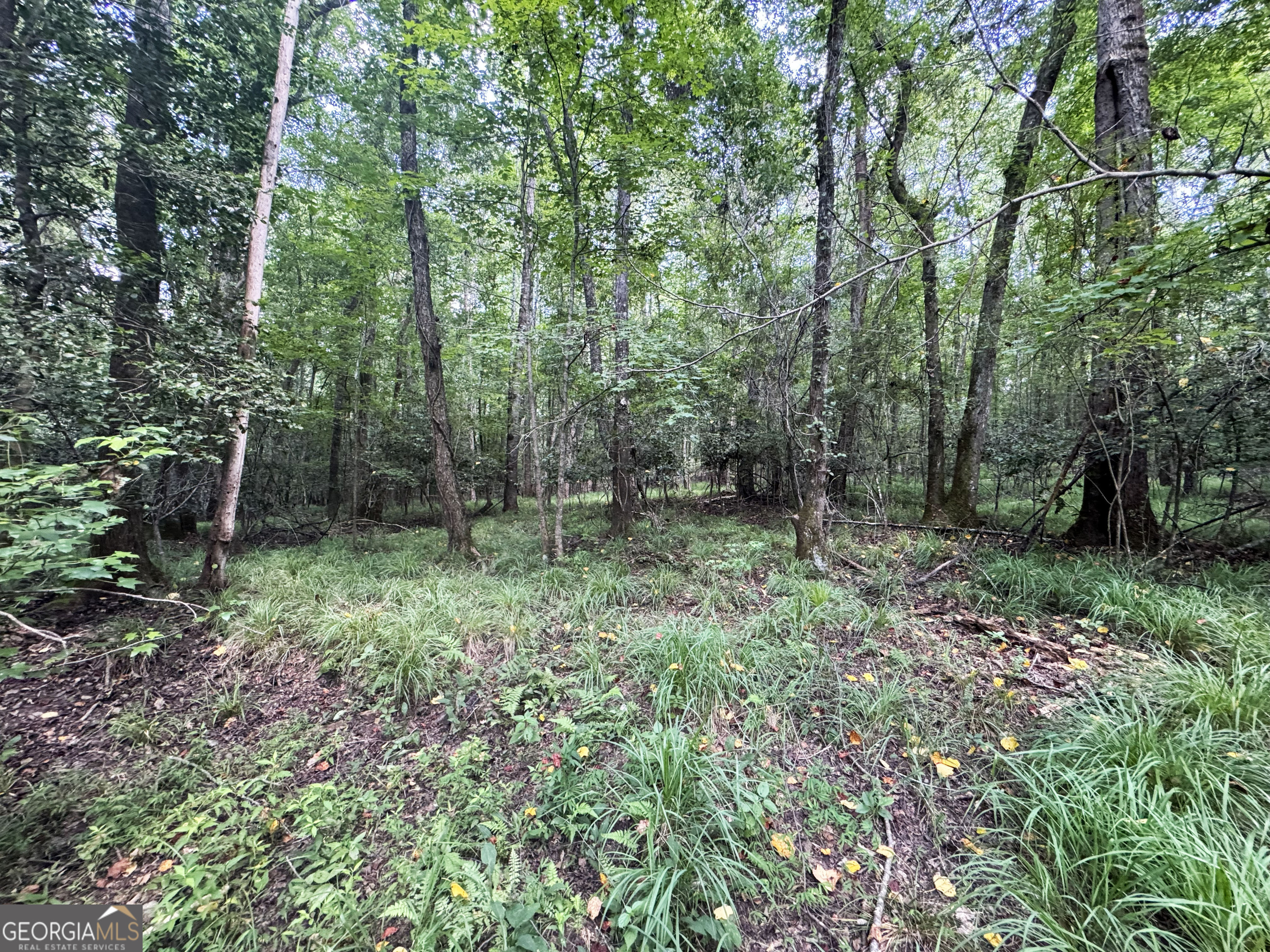 Tbd Tbd Wooten Road Cuthbert, GA 39840 - Photo 29 of 71