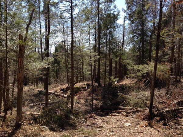 Lot 4 Colebrook River Road Tolland, MA 01034 - Photo 10 of 13 Gallery Image 10