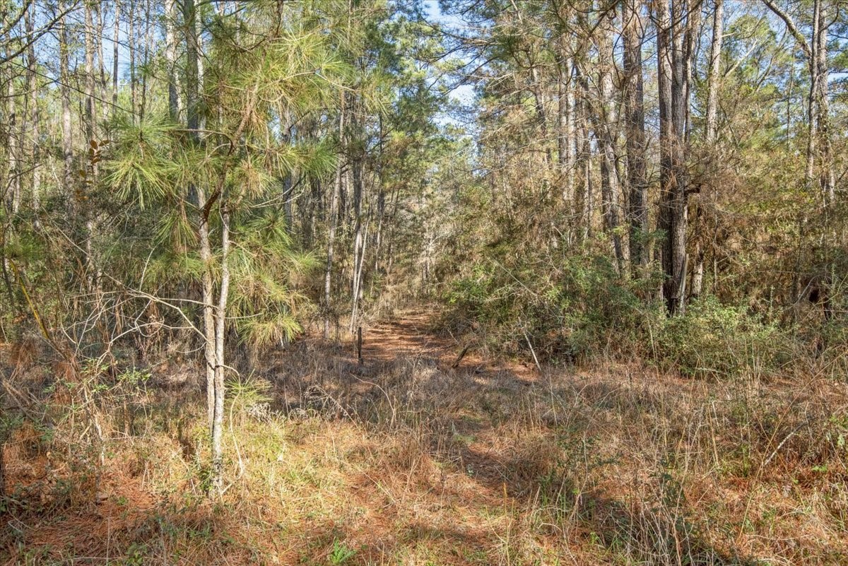 201 Rd Plantersville Tx 77363 Road Plantersville, TX 77363 - Photo 22 of 47