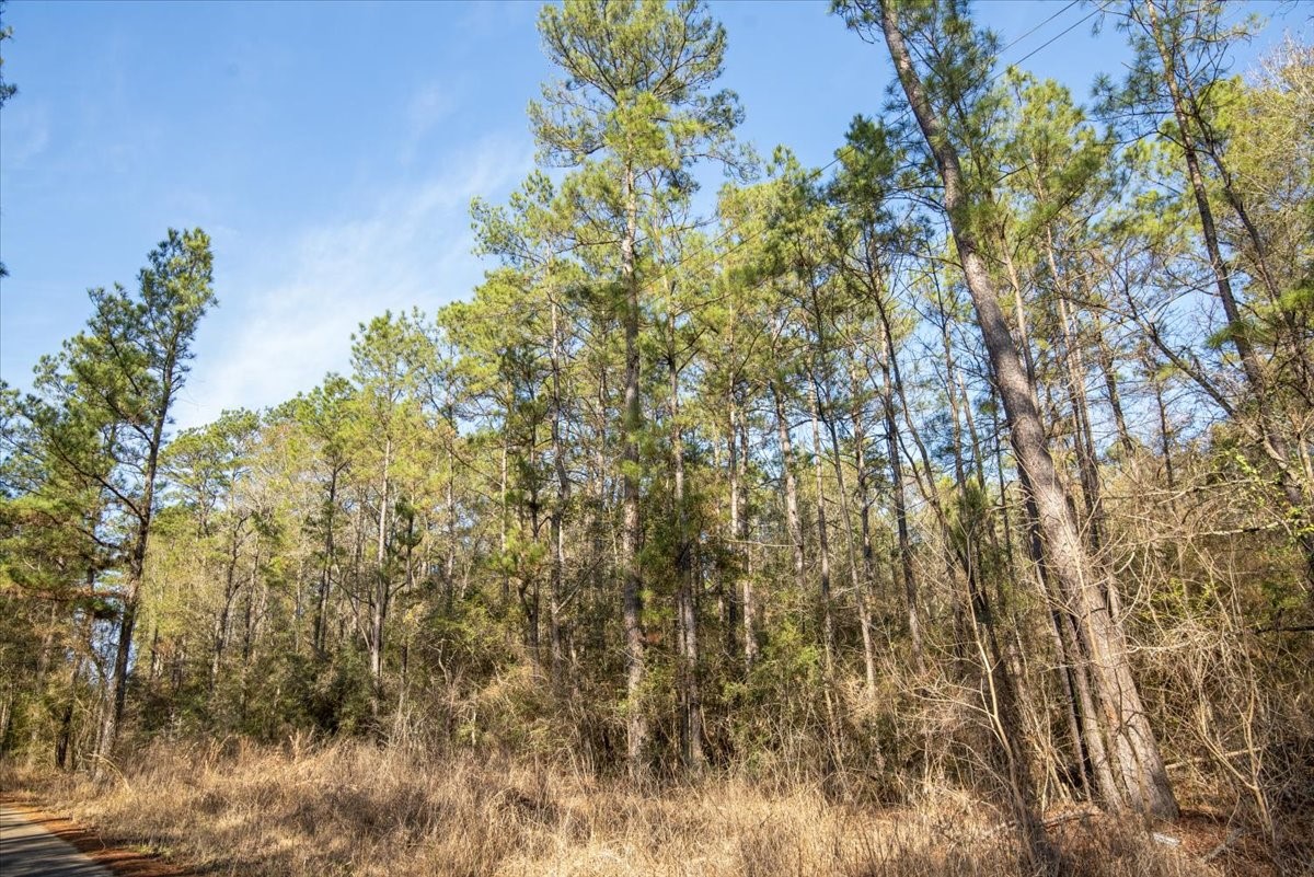 201 Rd Plantersville Tx 77363 Road Plantersville, TX 77363 - Photo 27 of 47