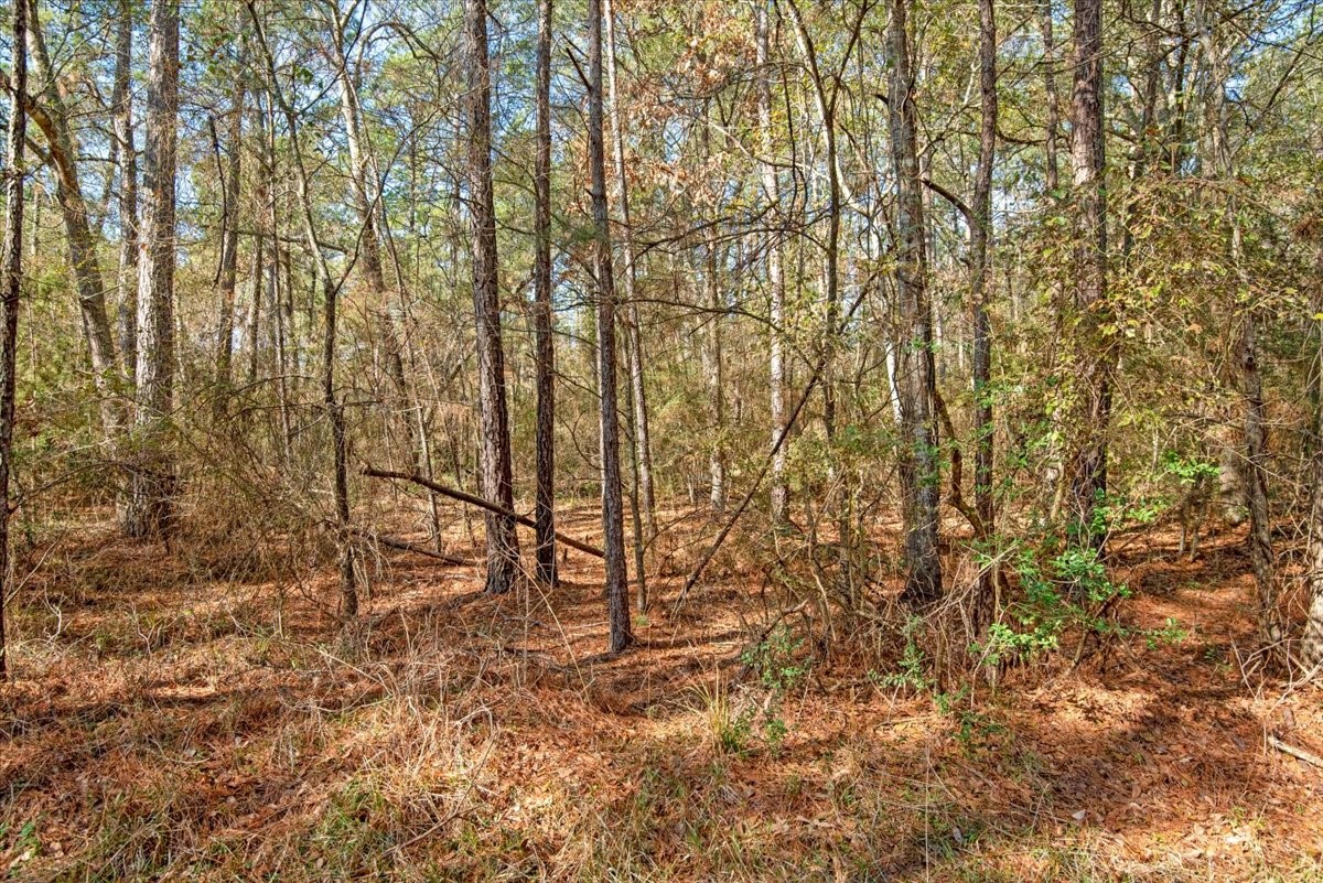 201 Rd Plantersville Tx 77363 Road Plantersville, TX 77363 - Photo 44 of 47