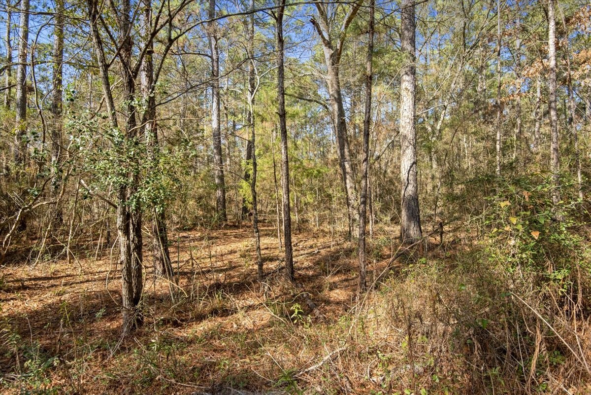 201 Rd Plantersville Tx 77363 Road Plantersville, TX 77363 - Photo 47 of 47