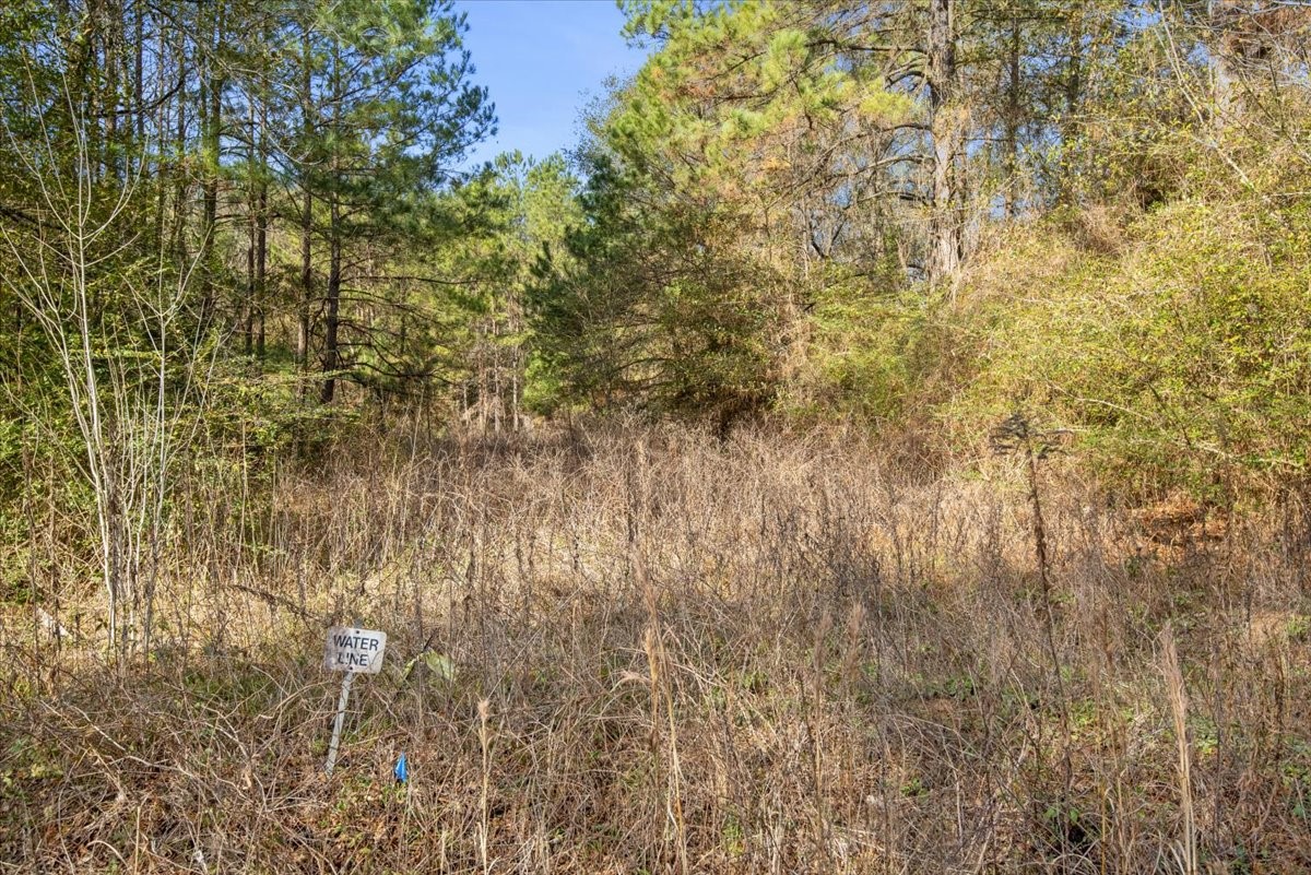 201 Rd Plantersville Tx 77363 Road Plantersville, TX 77363 - Photo 7 of 47