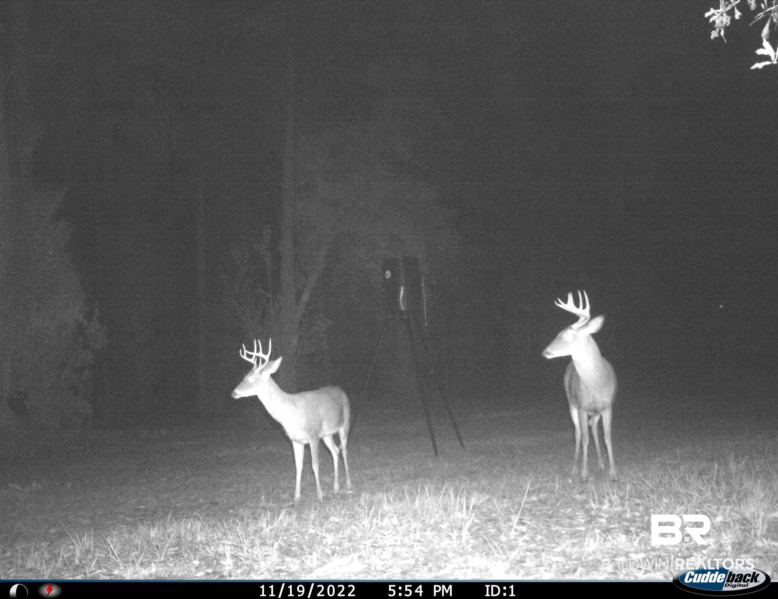 17561 County Road 55 Silverhill, AL 36576 - Photo 2 of 50 wildlife on property