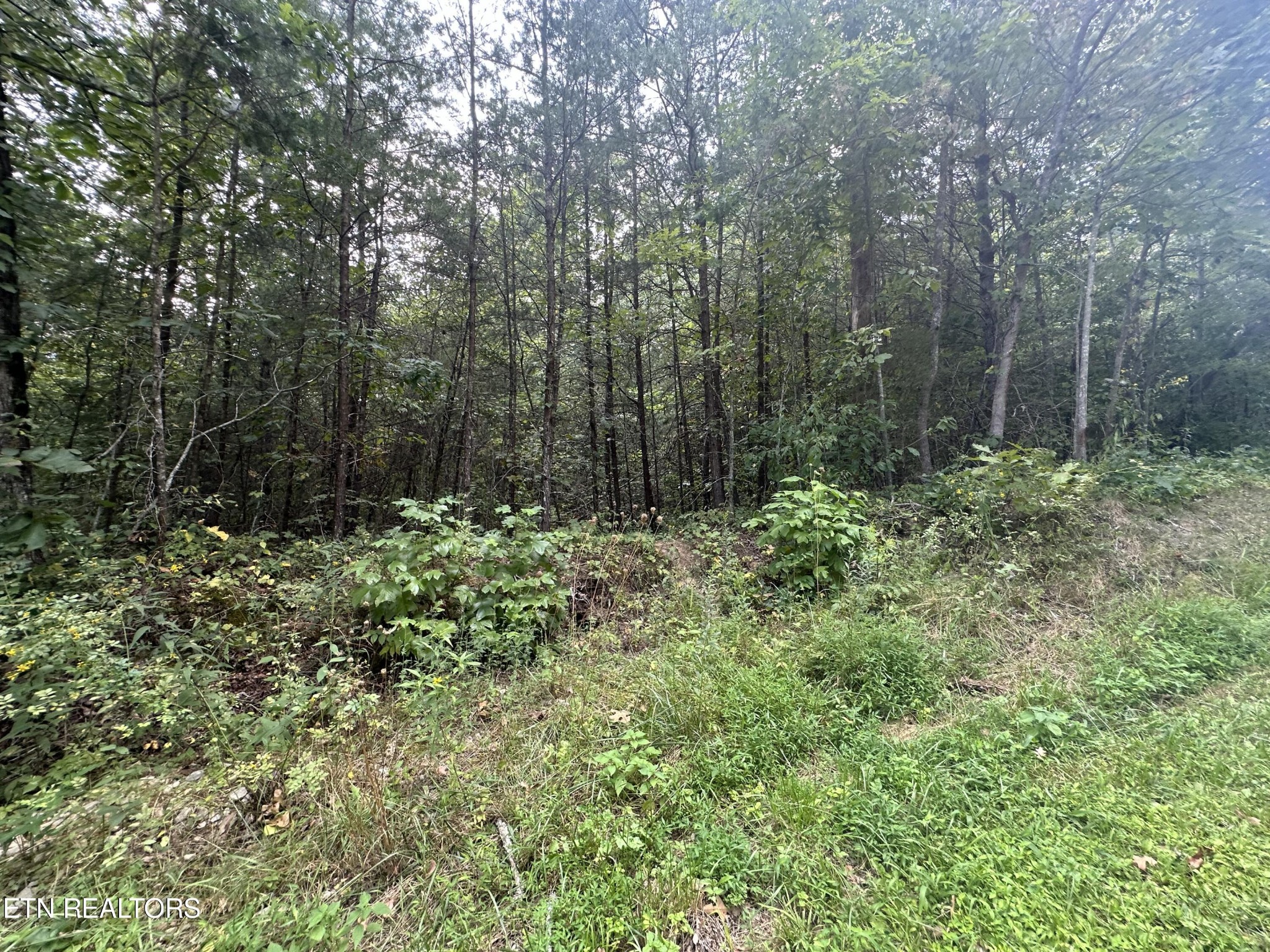 0 John Cox Road Deer Lodge, TN 37726 - Photo 6 of 19