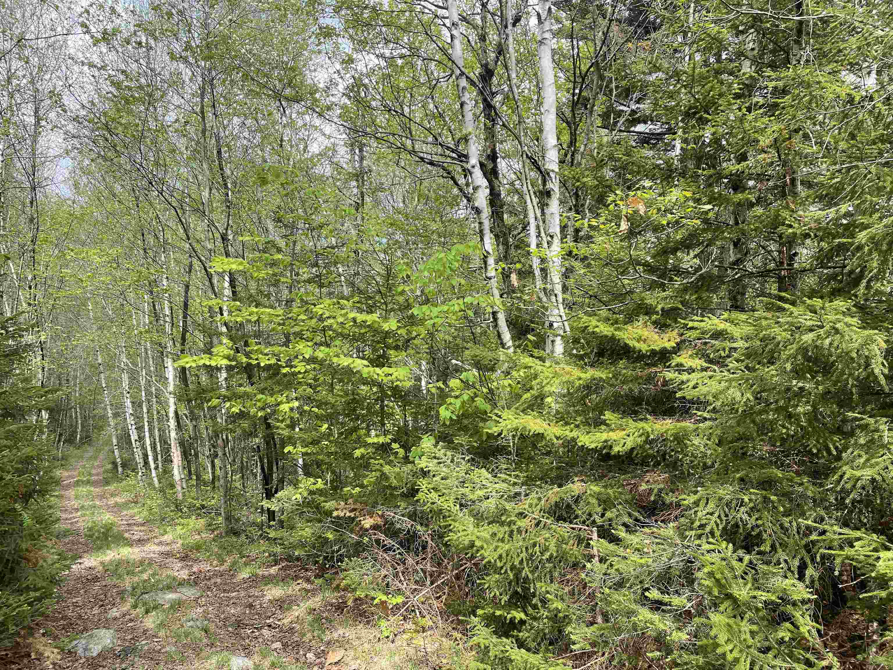 29 Martin Road Washington, NH 03280 - Photo 19 of 25