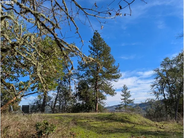a view of a yard
