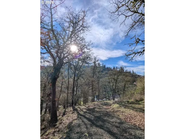 a view of a forest with a tree
