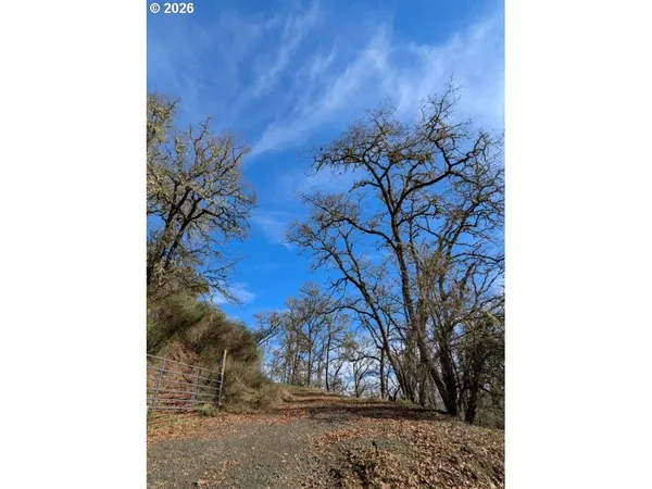 a picture of a tree