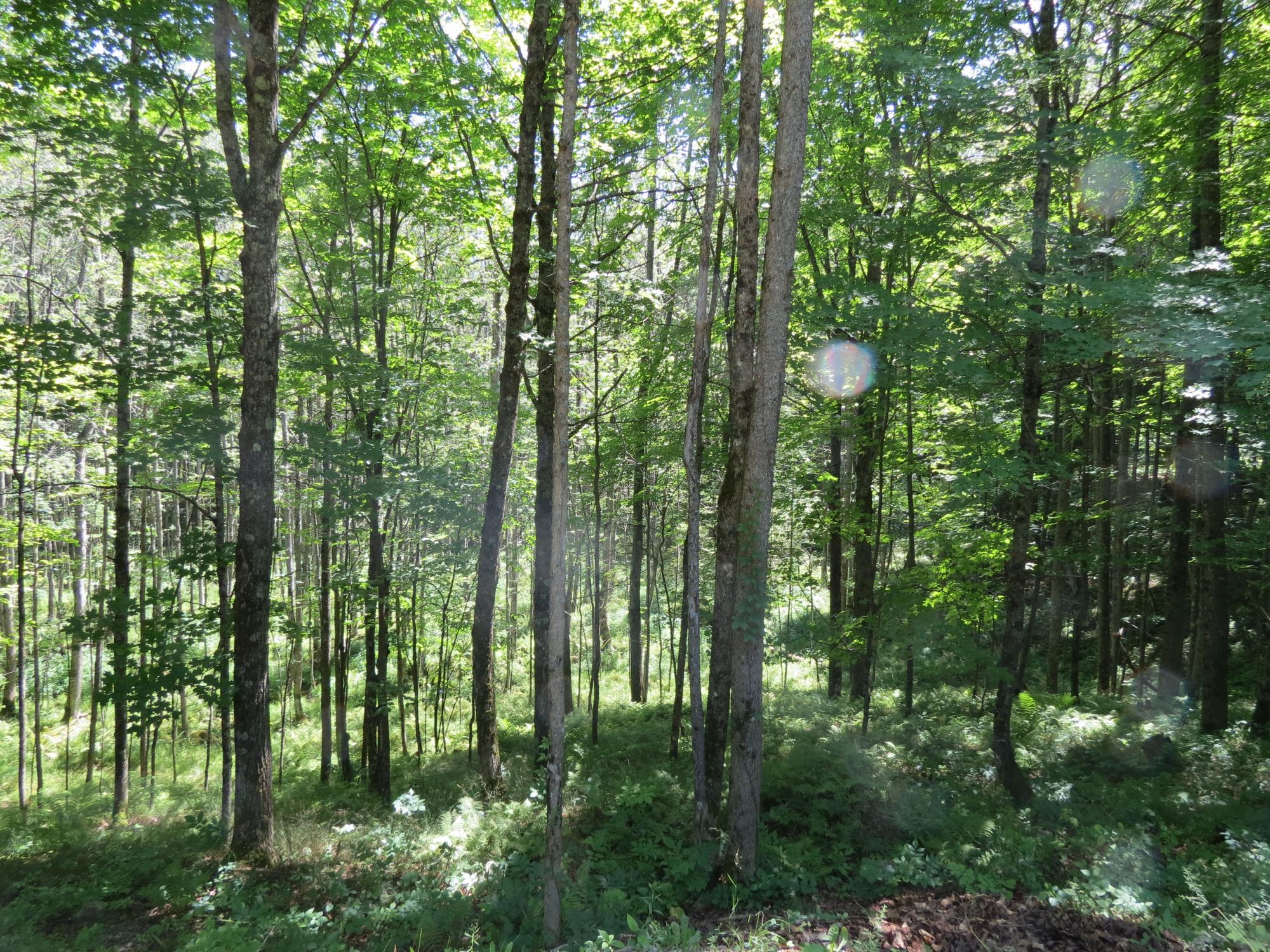 13149 Papoose Lake Road Manitowish Waters, WI 54545 - Photo 24 of 64 Gallery Image 24