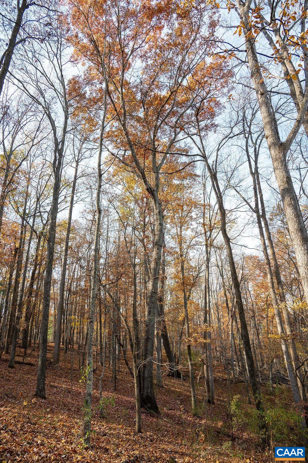 Tbd Red Hill Road Charlottesville, VA 22903 - Photo 46 of 50 a backyard of a house with lots of trees