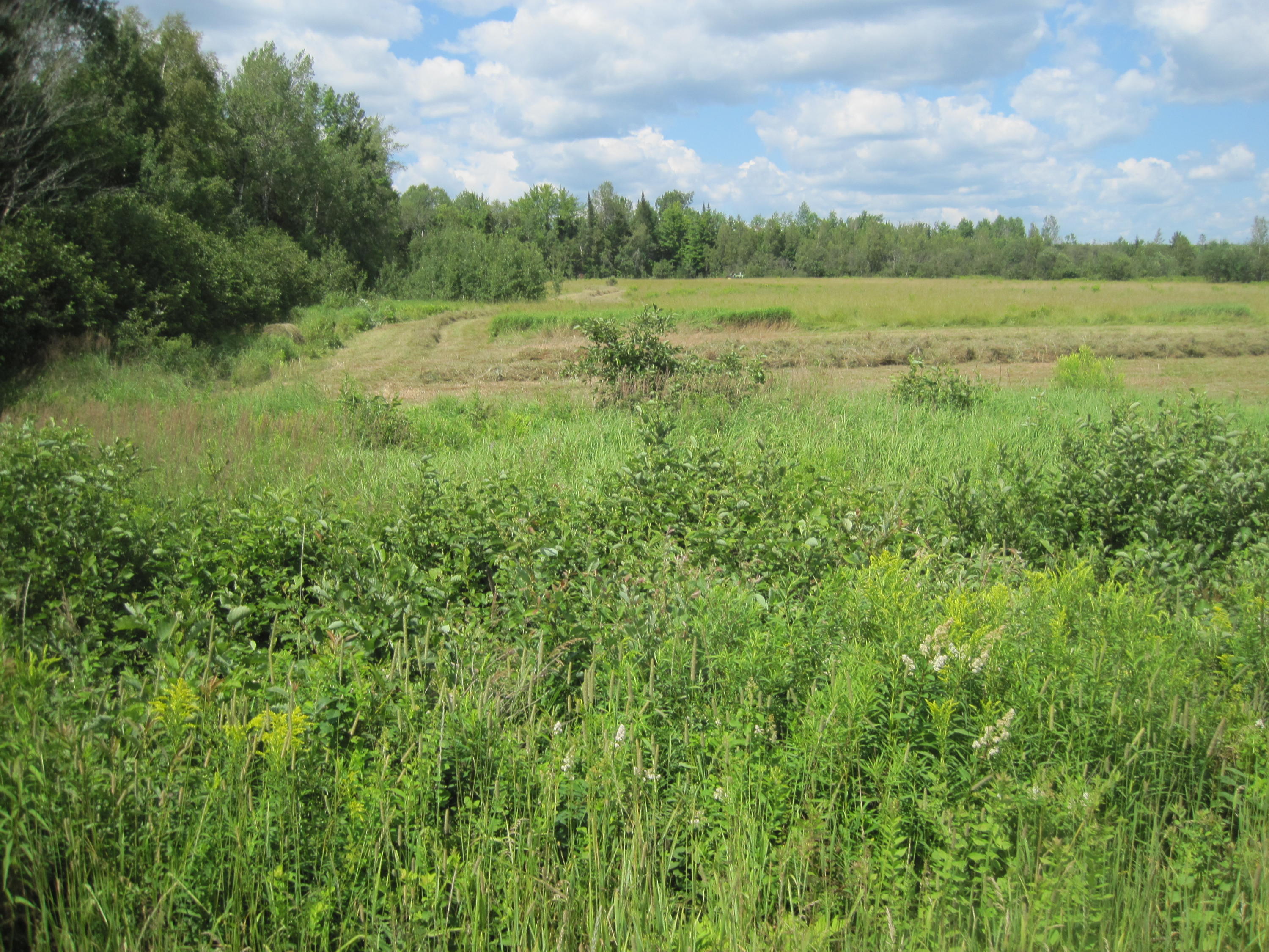 Lot 1 Town Line Road Merrill, ME 04780 - Photo 2 of 6 MastallerLot1C(1)