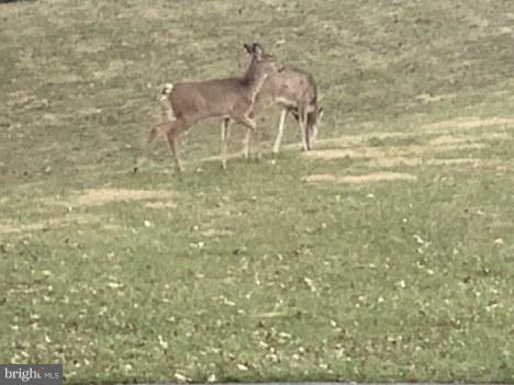4520 Church Road Hampstead, MD 21074 - Photo 28 of 28 Friendly WildLife