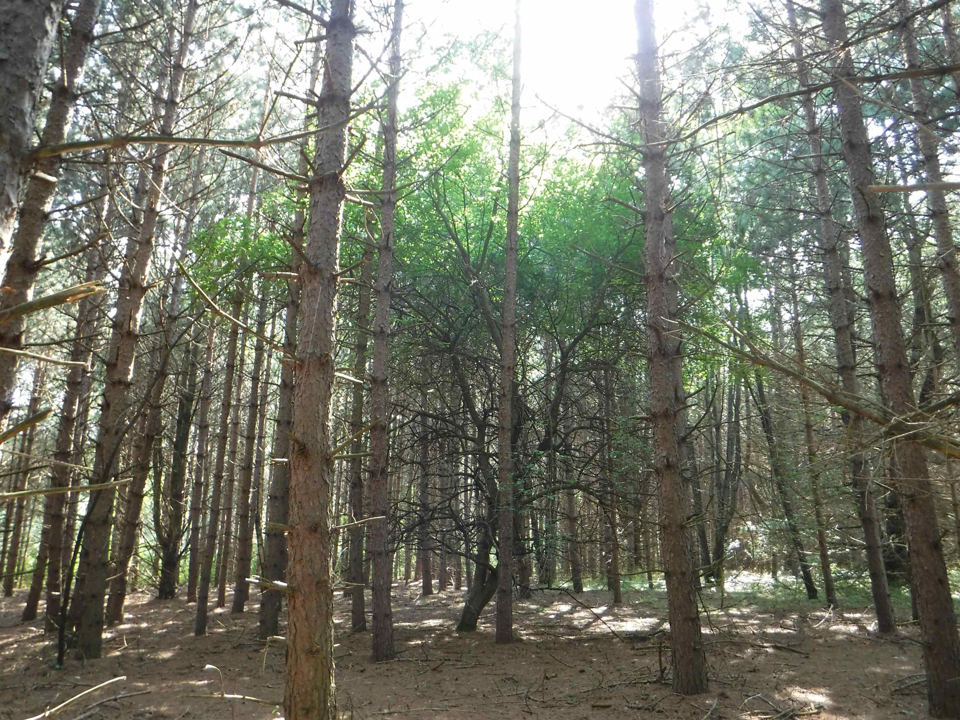 0 South Poor Farm Road Greenbush, MI 48738 - Photo 8 of 8