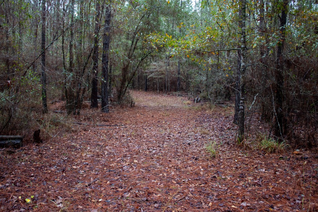 3 Pilgram Ch Road Gordon, AL 36343 - Photo 13 of 28