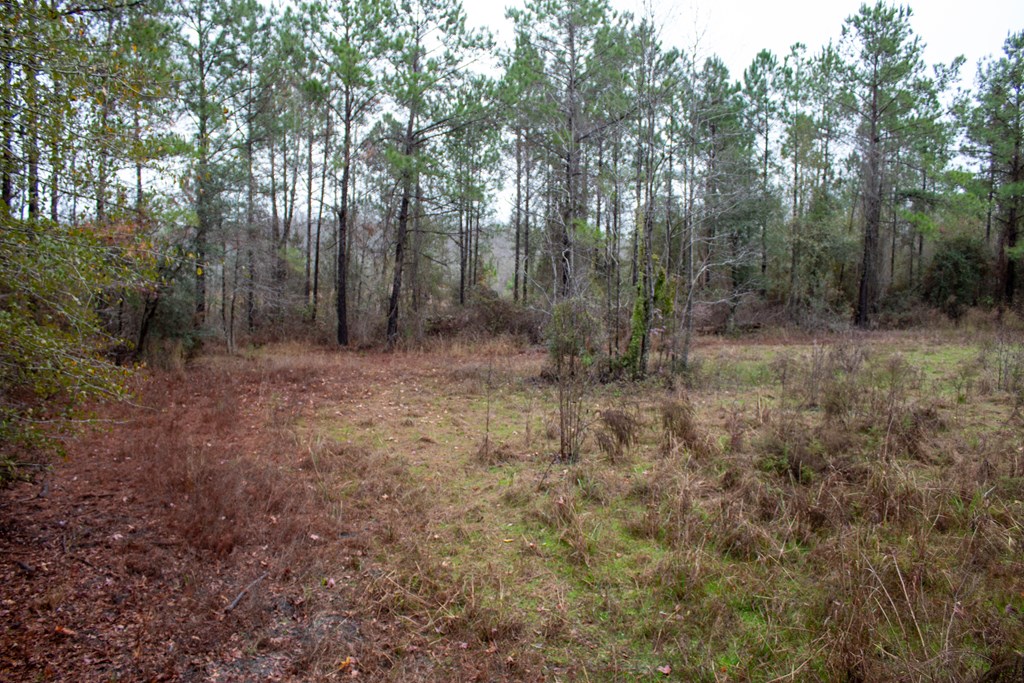 3 Pilgram Ch Road Gordon, AL 36343 - Photo 8 of 28