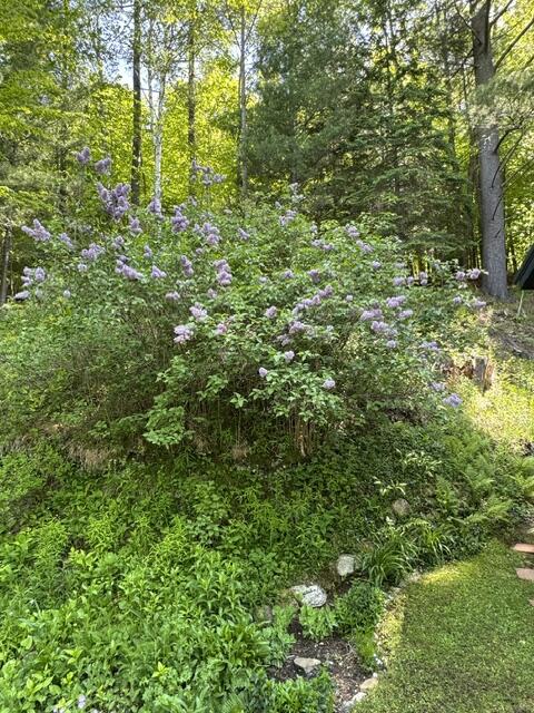 74 Old Lake Colby Road Saranac Lake, NY 12983 - Photo 25 of 41