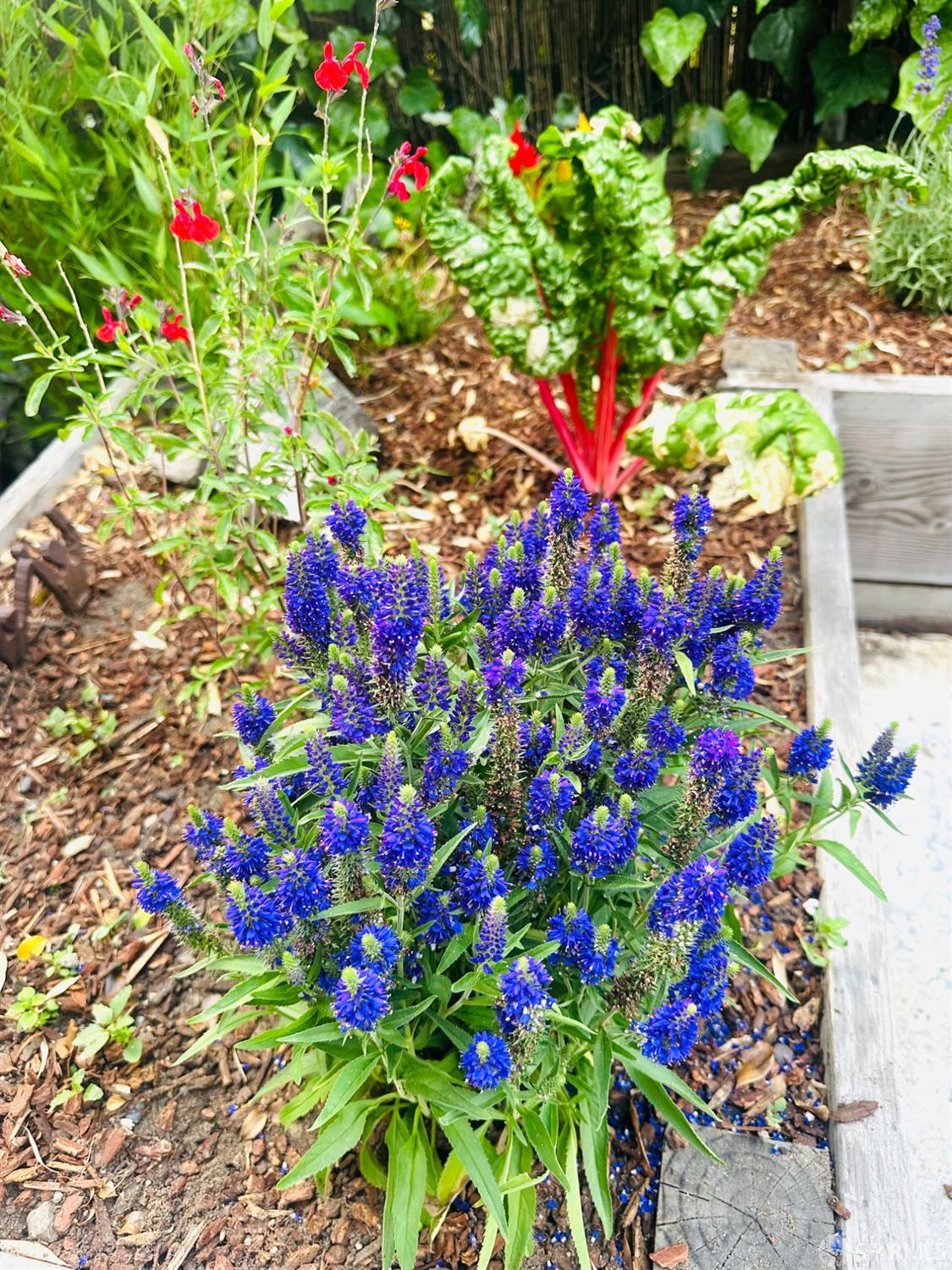 1028 55th Street Oakland, CA 94608 - Photo 46 of 55 Vegetable & Flower Bed