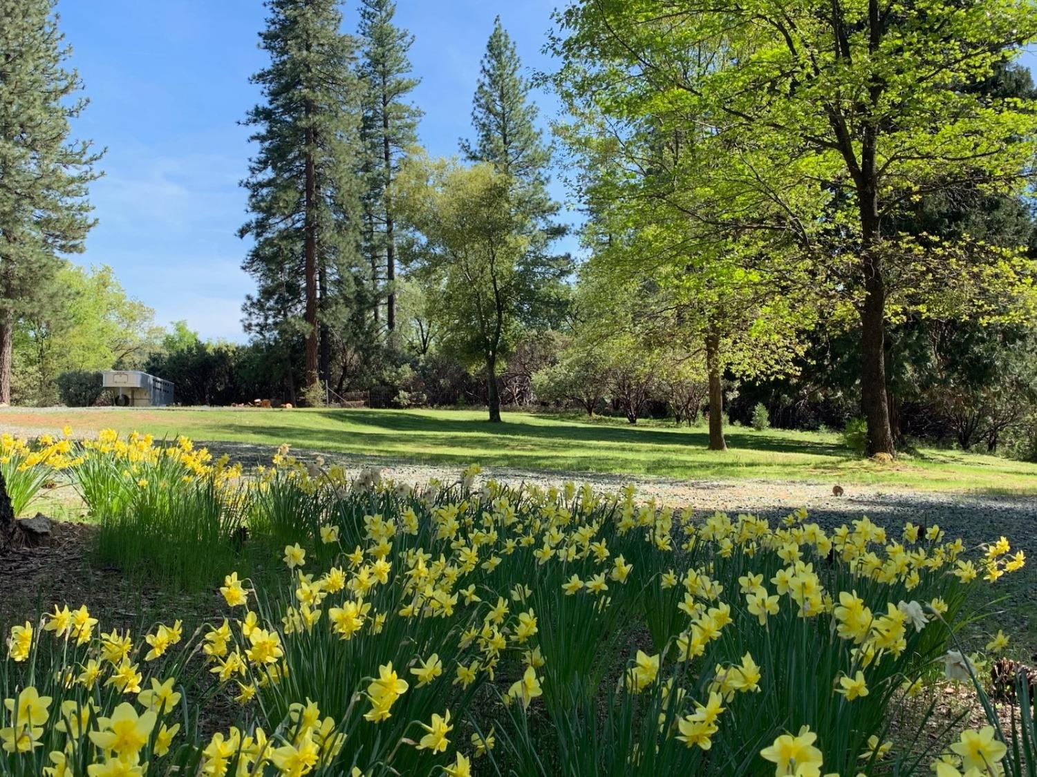 5271 Consumnes Mine Road Somerset, CA 95684 - Photo 37 of 48