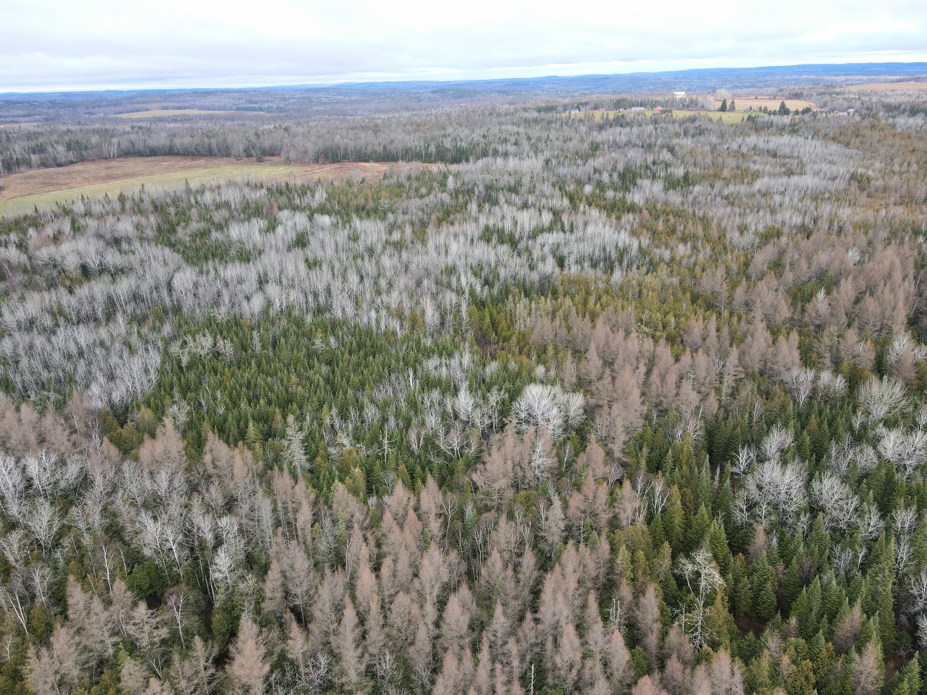 481 Plante Road Caribou, ME 04736 - Photo 4 of 13 dji_fly_20241116_100432_941_173201767090