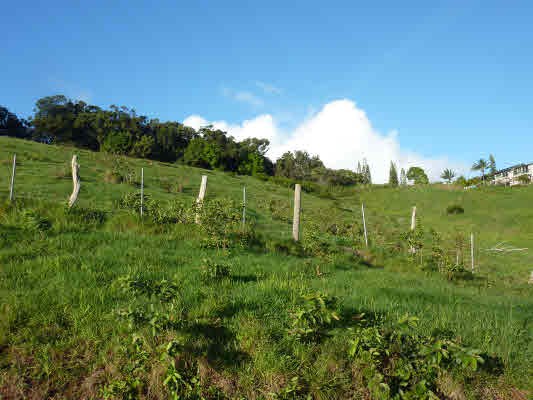 4981 Lot Road, Unit D Kalaheo, HI 96741 - Photo 17 of 18 a view of a grassy field