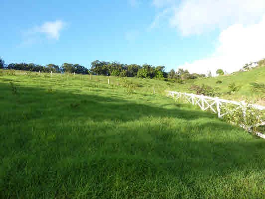 4981 Lot Road, Unit D Kalaheo, HI 96741 - Photo 4 of 18 a view of grassy field with trees