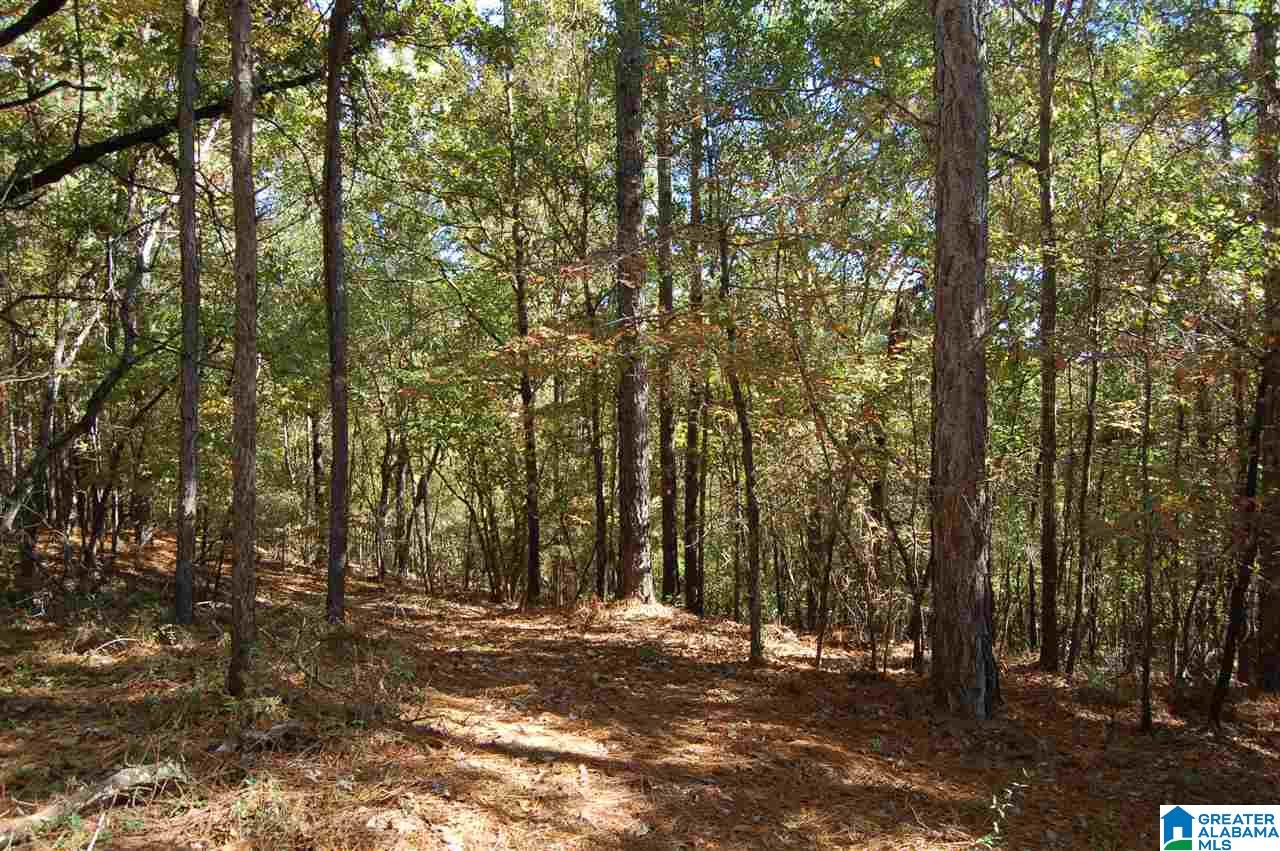 22.49-acres Double Branch Road, Unit 22 49 ACRES Marion, AL 36756 - Photo 6 of 30