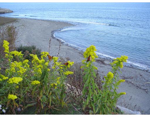 2 Bluff Road Hull, MA 02045 - Photo 11 of 13 a view of banana tree next to a yard