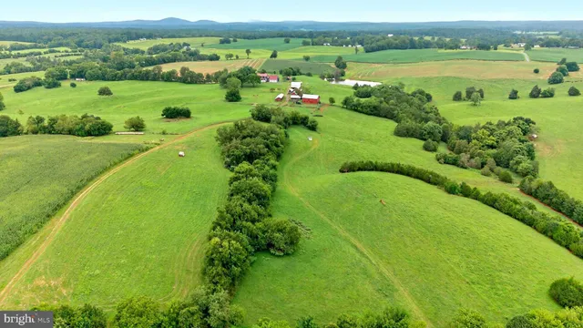 a view of a park with large trees