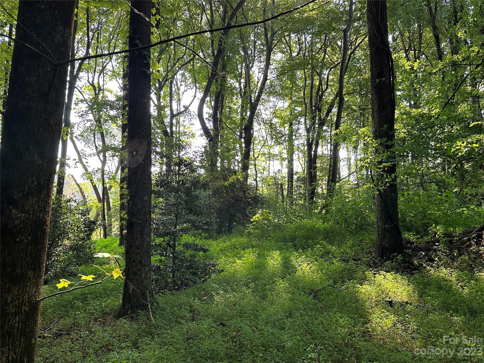 0 Wildcat Road Moravian Falls, NC 28654 - Photo 11 of 48 a view of forest