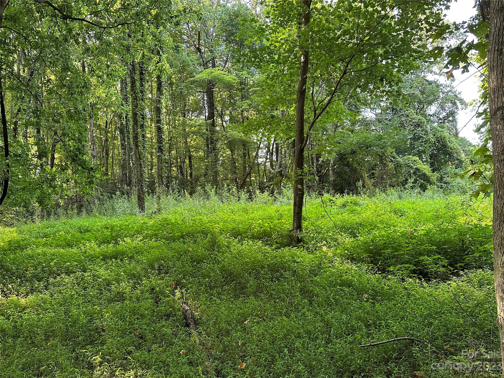0 Wildcat Road Moravian Falls, NC 28654 - Photo 12 of 48 a view of a green field with lots of bushes