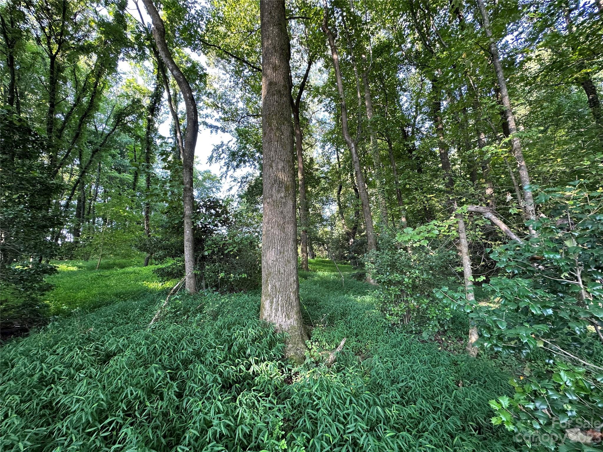 0 Wildcat Road Moravian Falls, NC 28654 - Photo 13 of 48 a view of a lush green forest