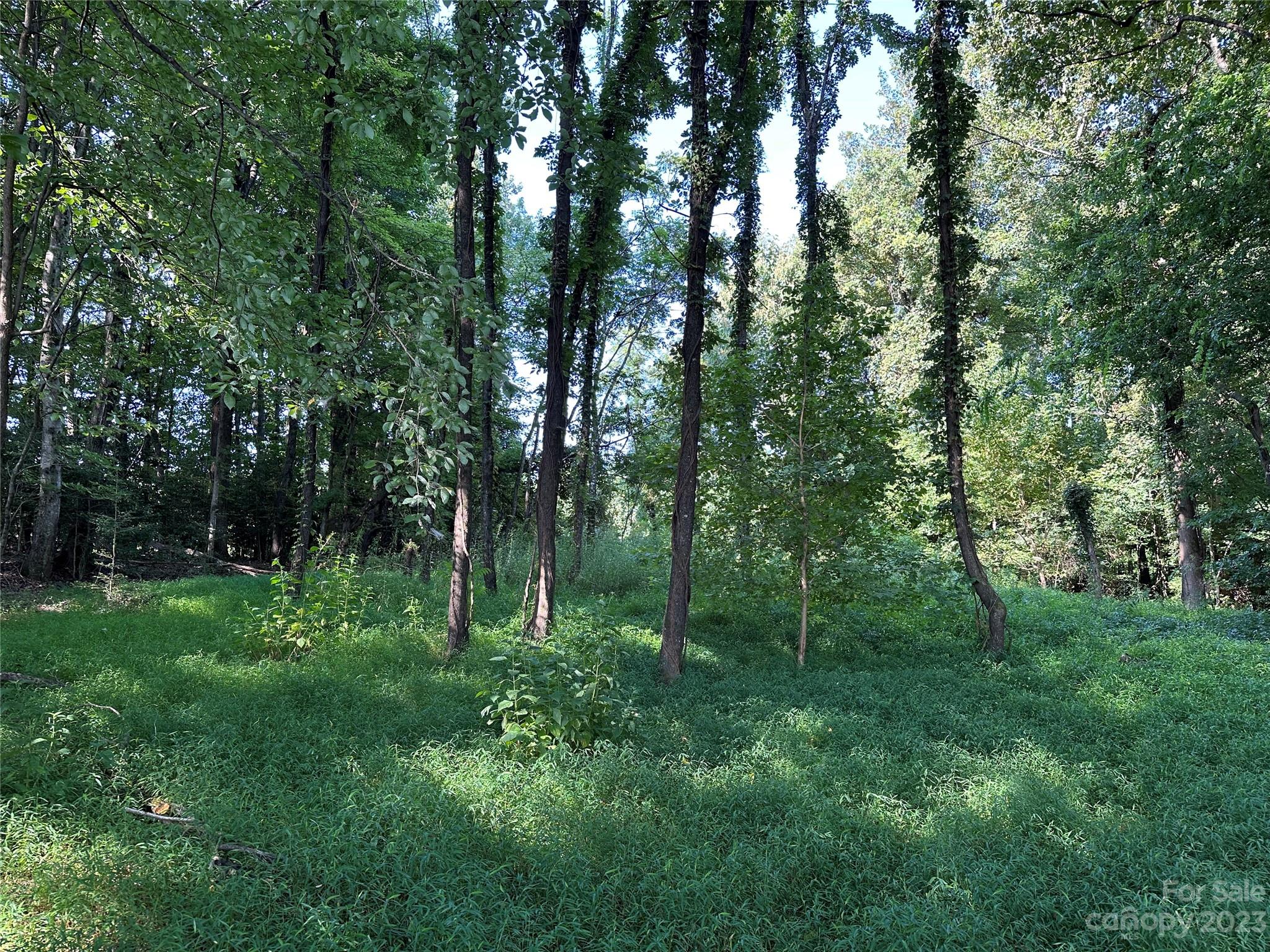 0 Wildcat Road Moravian Falls, NC 28654 - Photo 15 of 48 a view of a lush green forest
