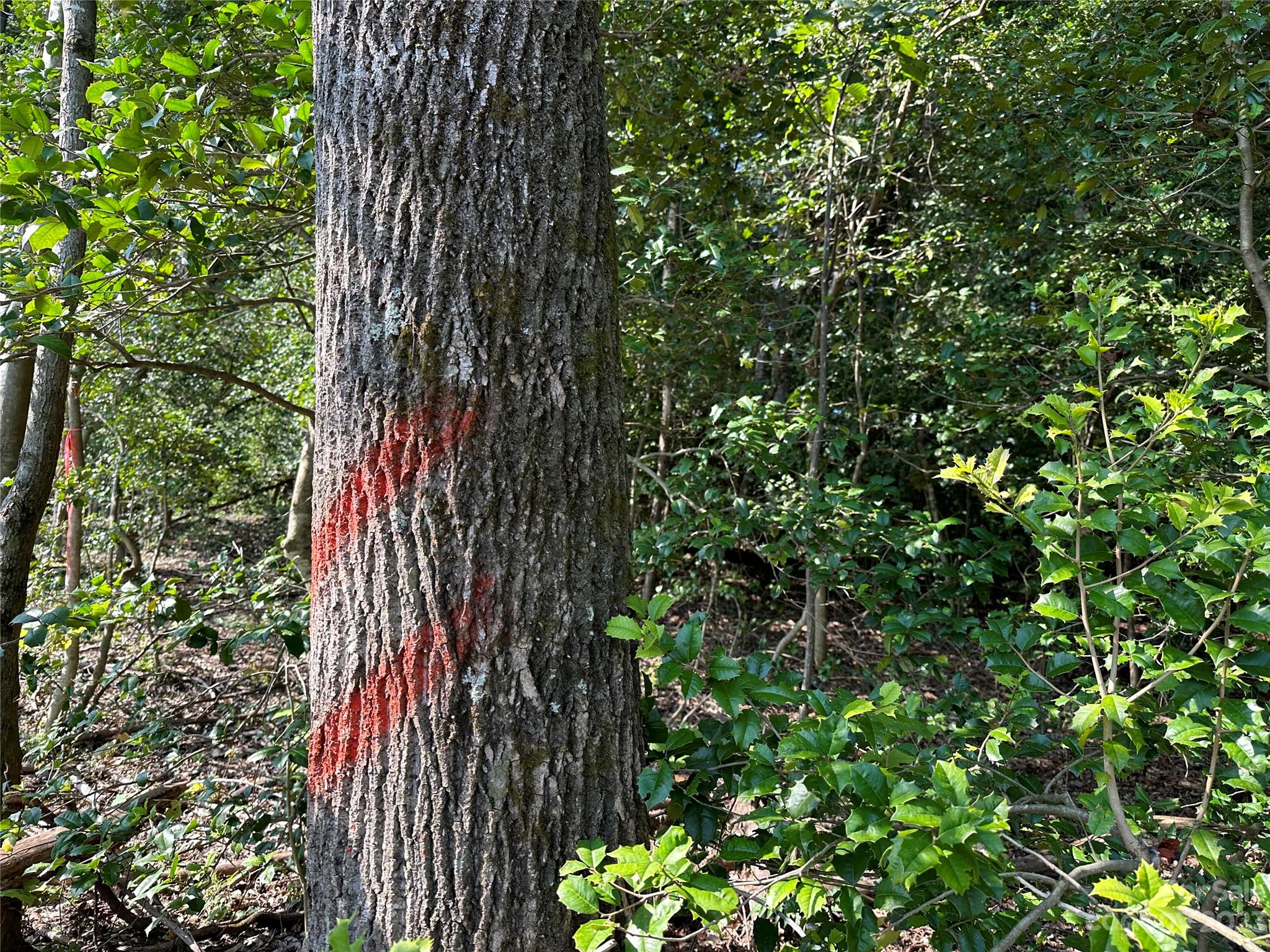 0 Wildcat Road Moravian Falls, NC 28654 - Photo 18 of 48 a view of a plant in a garden