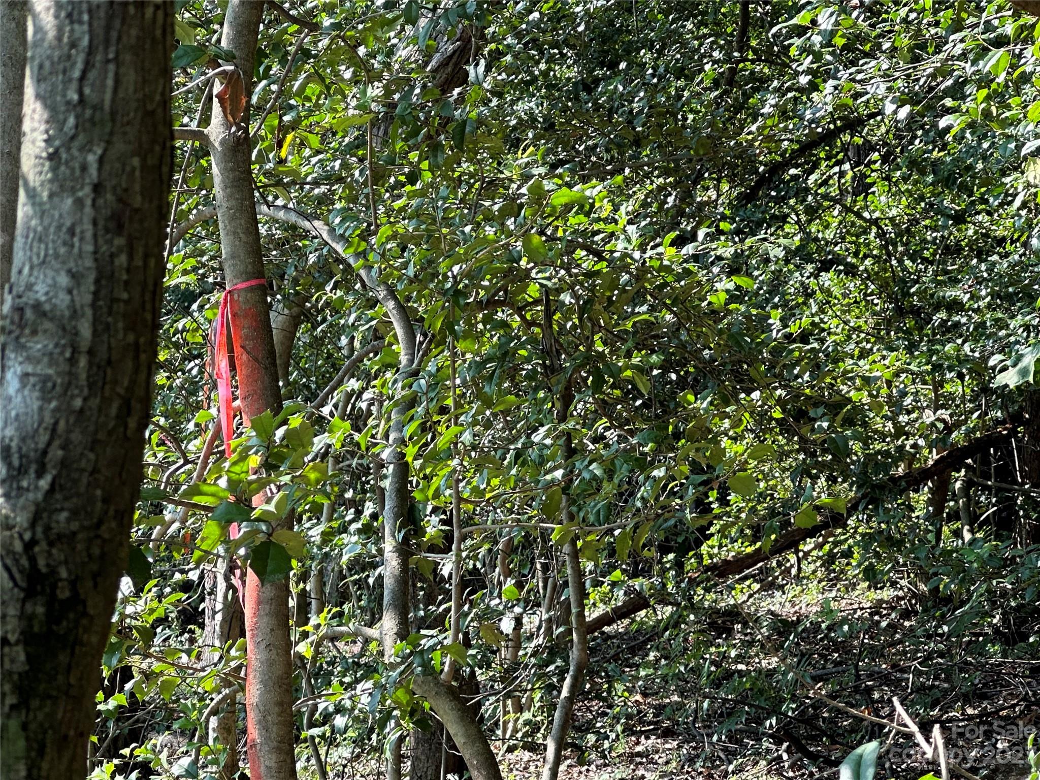 0 Wildcat Road Moravian Falls, NC 28654 - Photo 19 of 48 a close up of a tree