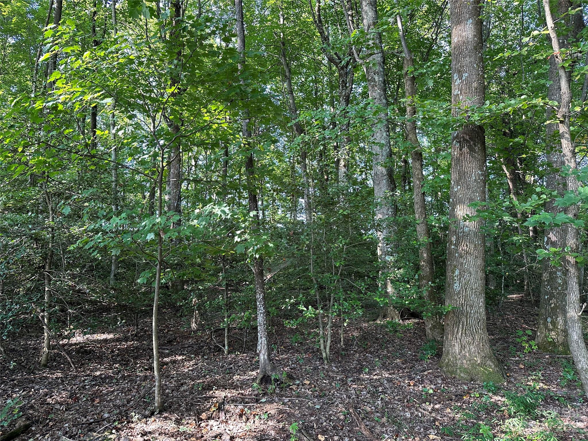 0 Wildcat Road Moravian Falls, NC 28654 - Photo 20 of 48