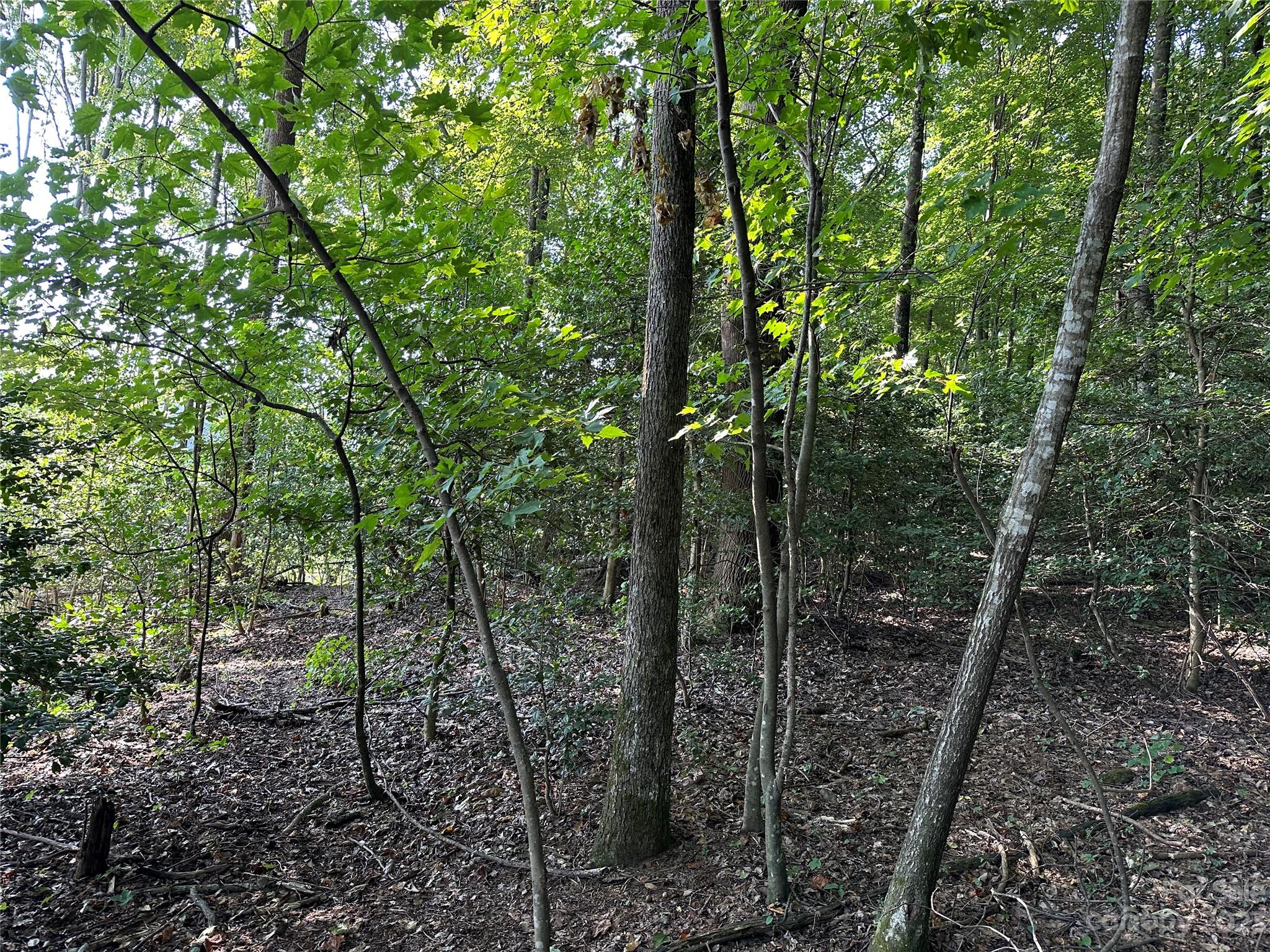 0 Wildcat Road Moravian Falls, NC 28654 - Photo 21 of 48 a view of a forest with trees