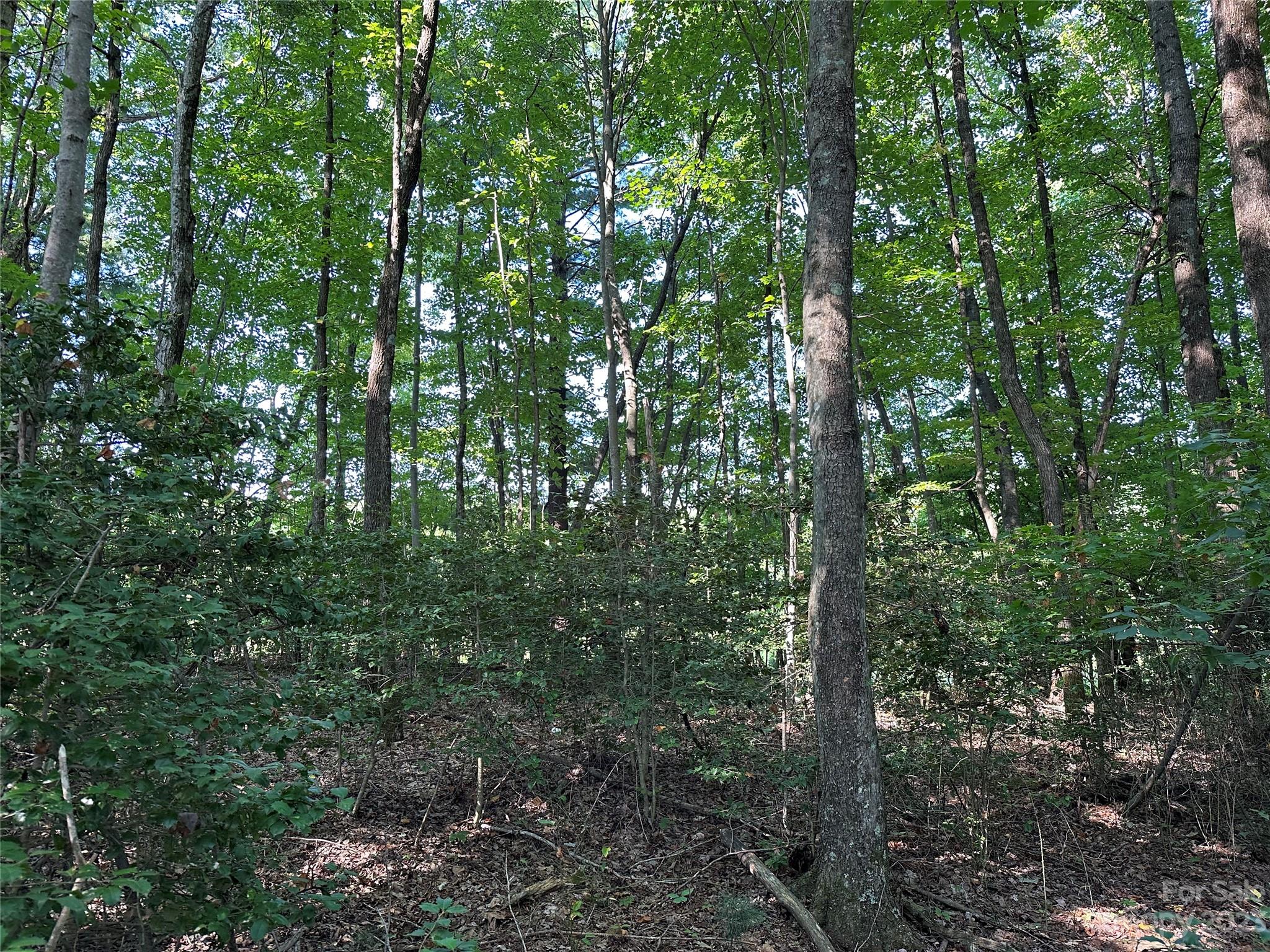0 Wildcat Road Moravian Falls, NC 28654 - Photo 22 of 48 a view of forest
