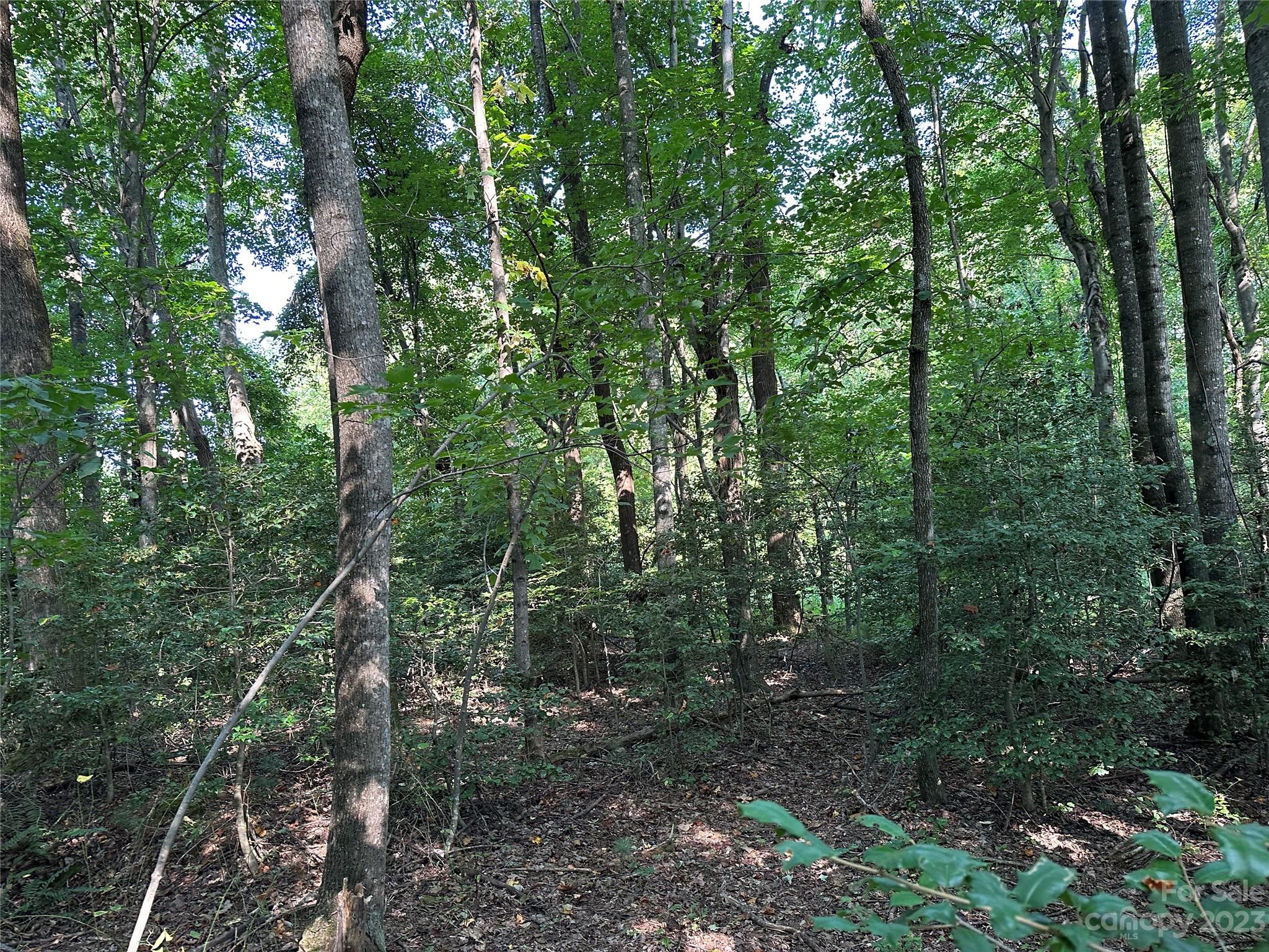 0 Wildcat Road Moravian Falls, NC 28654 - Photo 23 of 48 a view of a forest with trees in the background