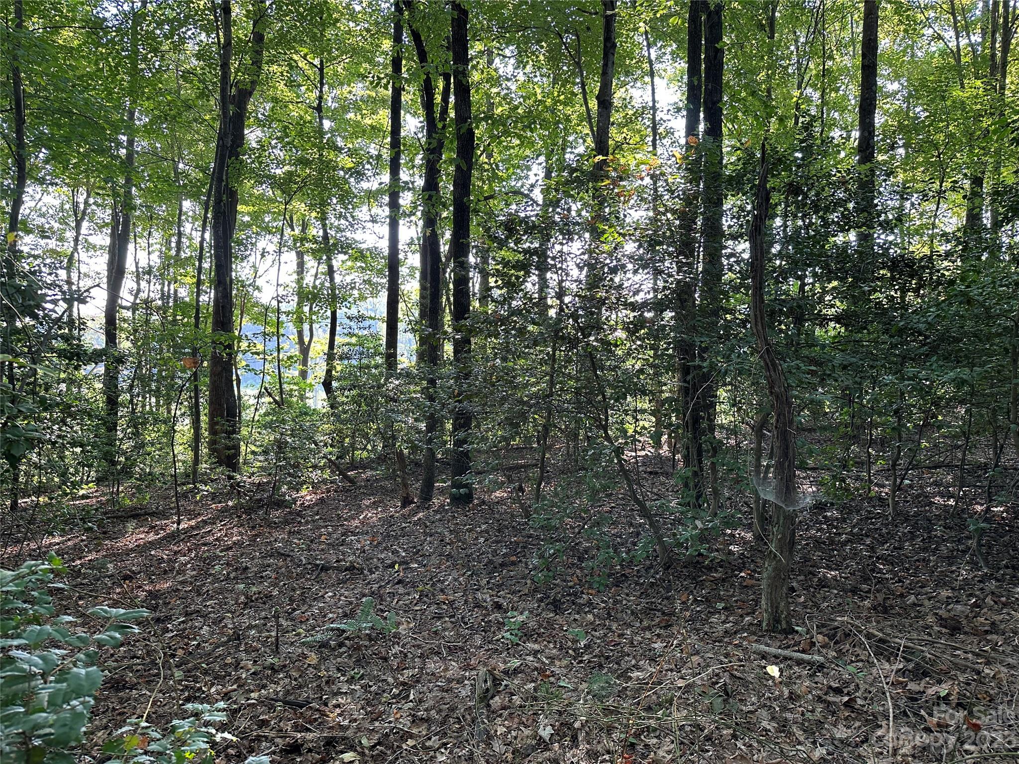 0 Wildcat Road Moravian Falls, NC 28654 - Photo 24 of 48 a view of forest