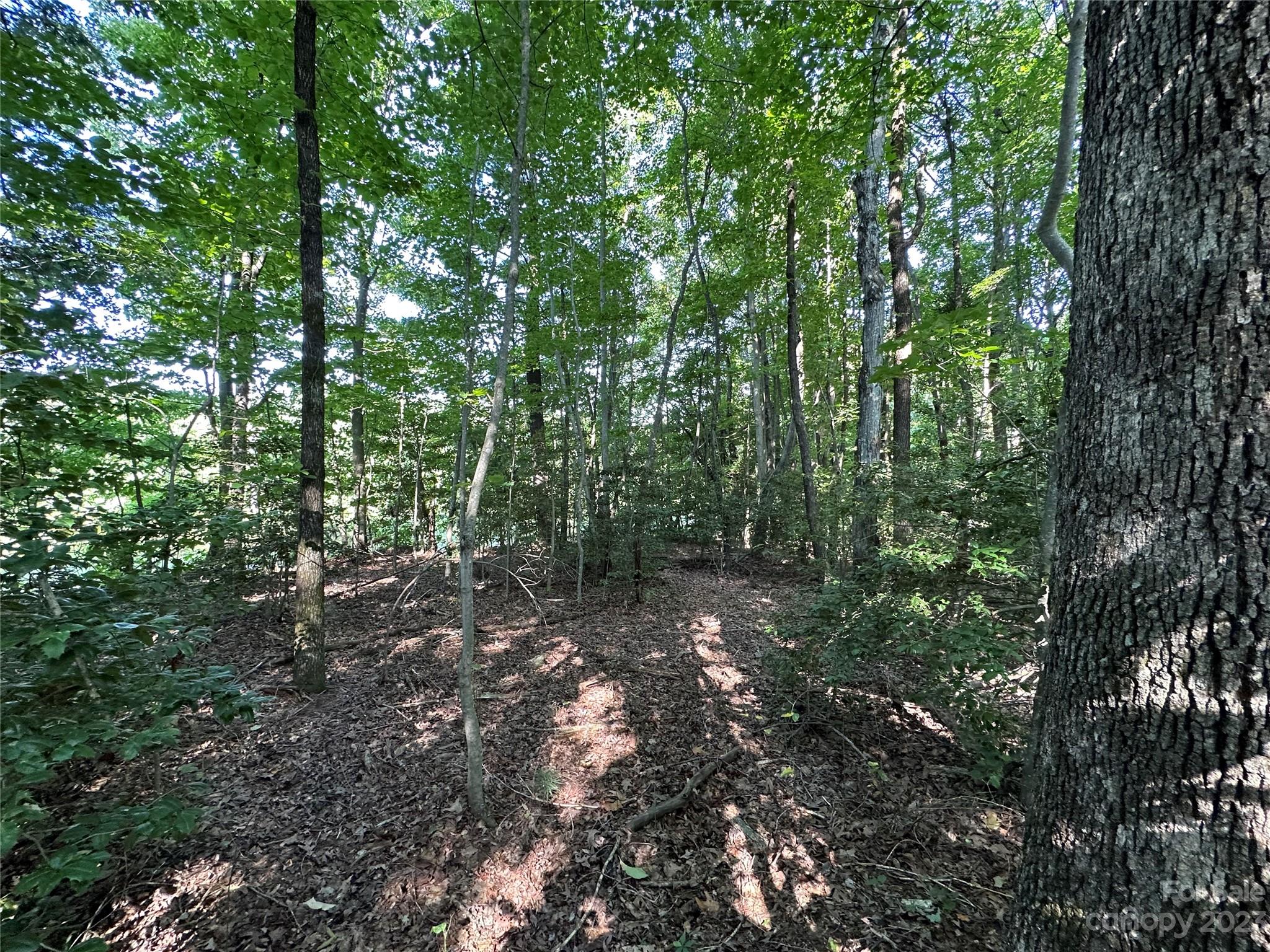 0 Wildcat Road Moravian Falls, NC 28654 - Photo 25 of 48 a view of forest