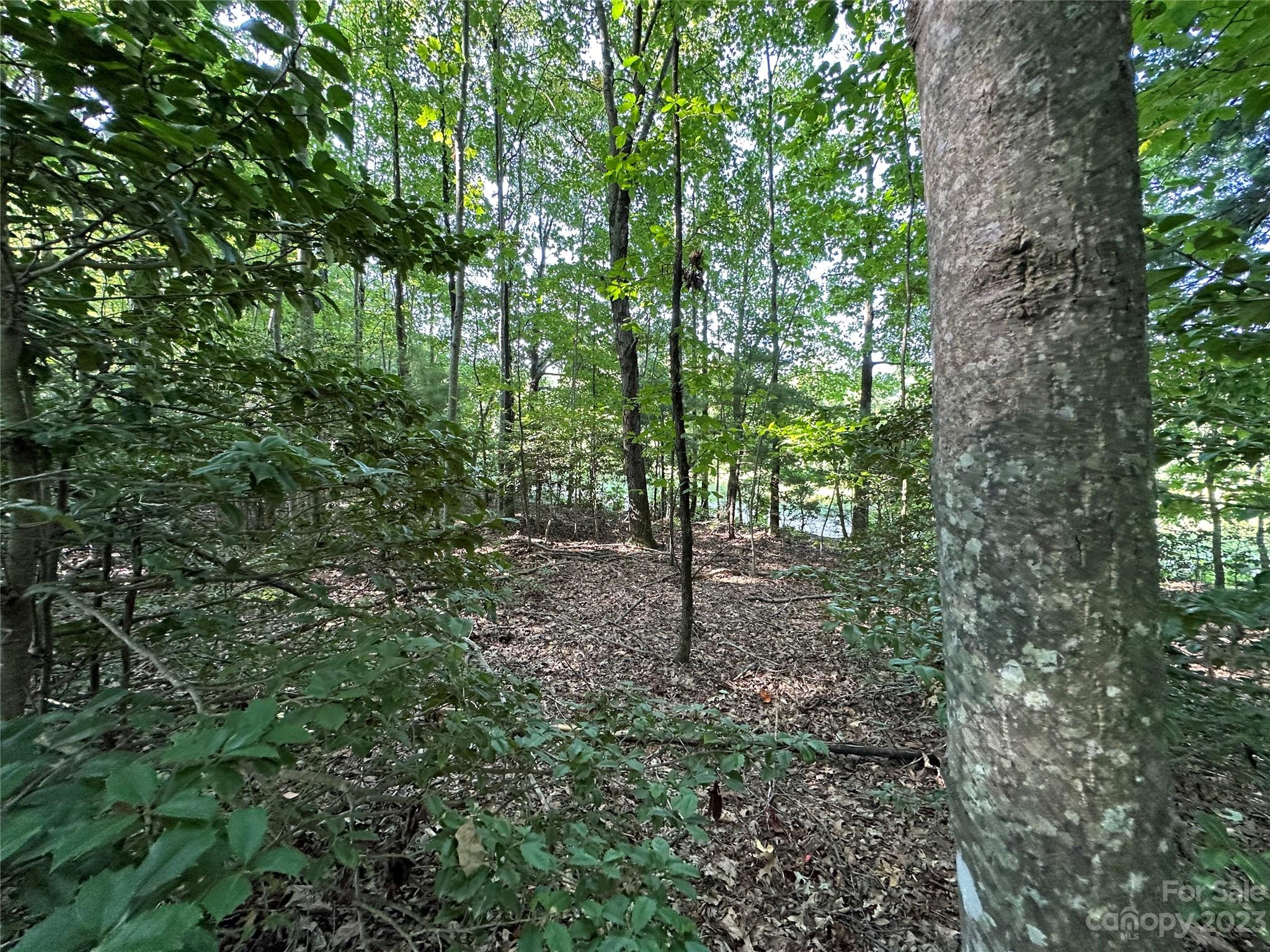 0 Wildcat Road Moravian Falls, NC 28654 - Photo 26 of 48 a view of a forest that has large trees