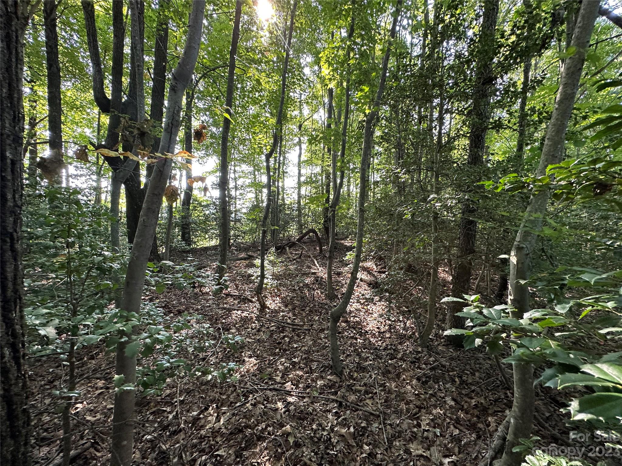 0 Wildcat Road Moravian Falls, NC 28654 - Photo 27 of 48 a view of a forest with lots of trees