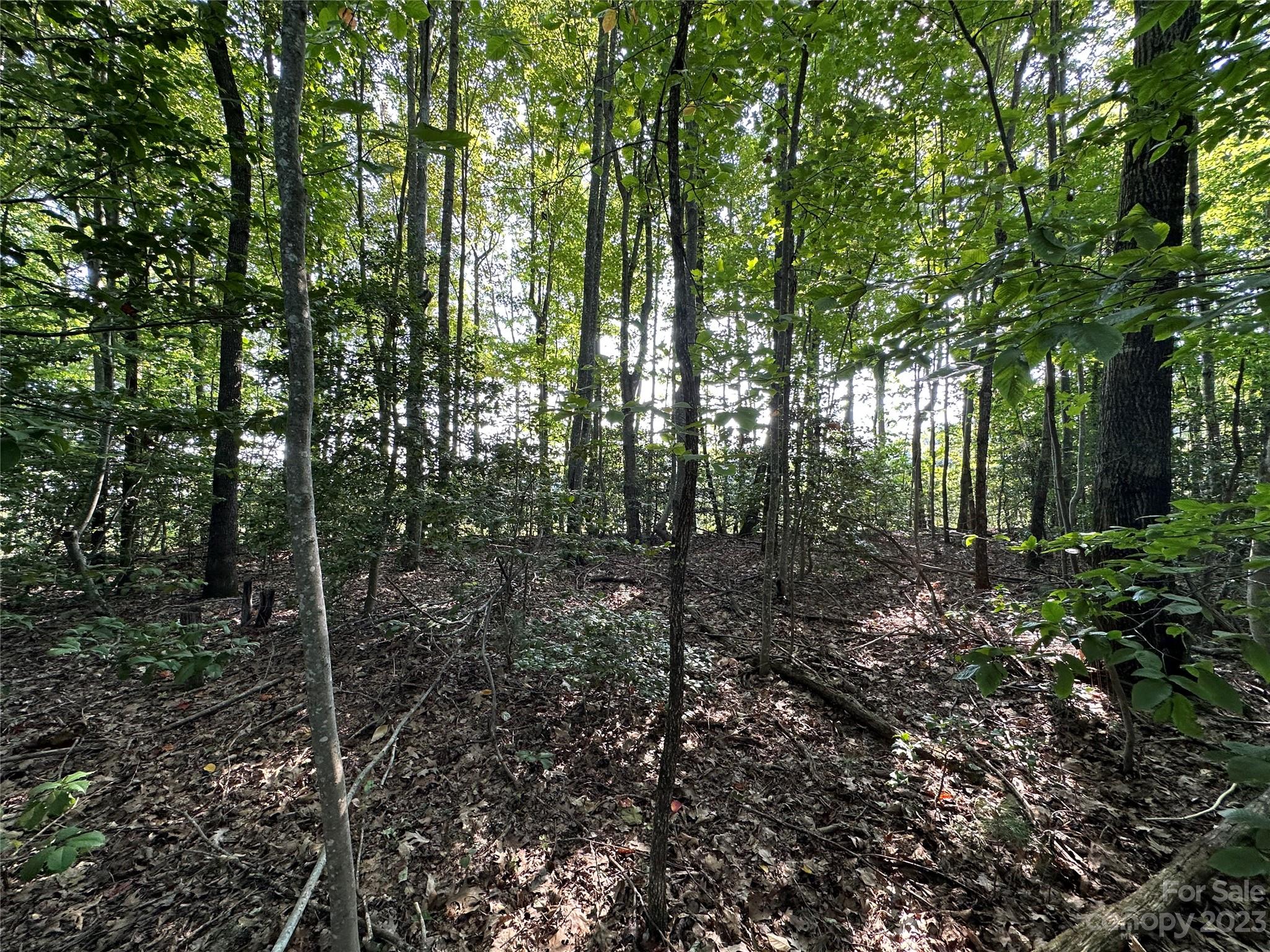 0 Wildcat Road Moravian Falls, NC 28654 - Photo 28 of 48 a view of forest