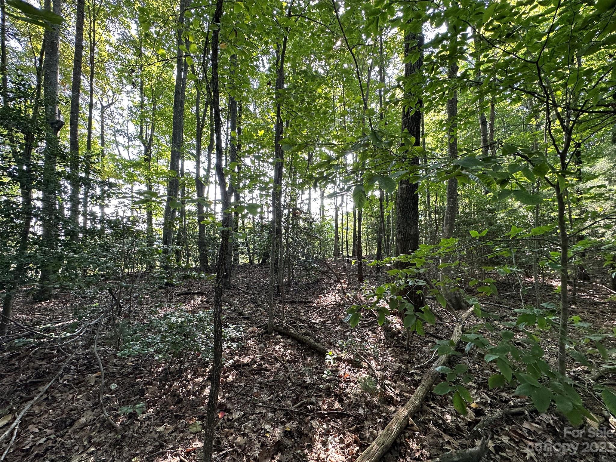 0 Wildcat Road Moravian Falls, NC 28654 - Photo 29 of 48 a view of forest