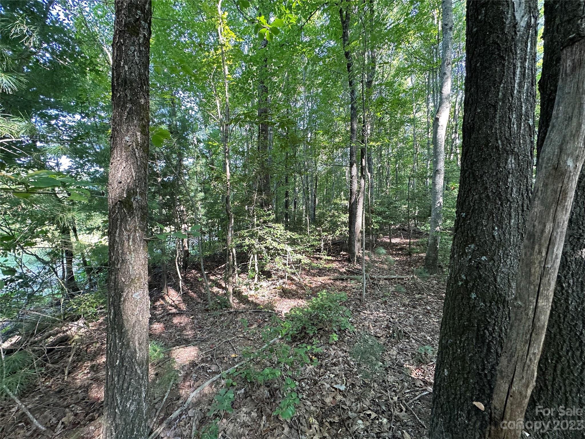 0 Wildcat Road Moravian Falls, NC 28654 - Photo 31 of 48 a view of forest