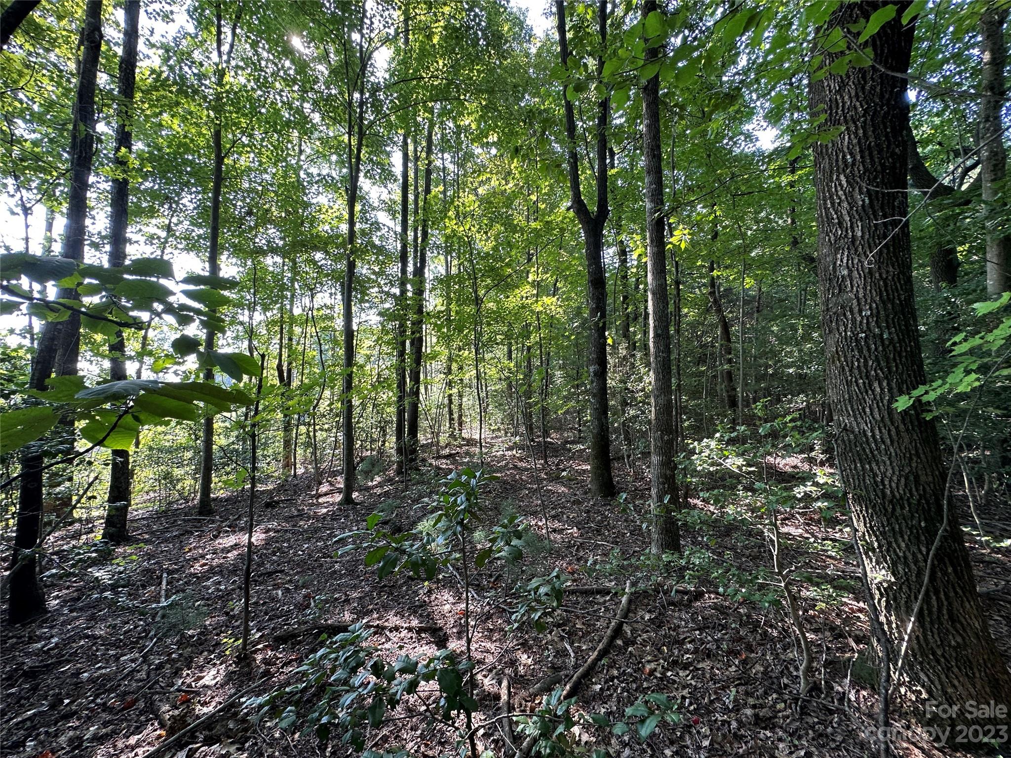0 Wildcat Road Moravian Falls, NC 28654 - Photo 32 of 48 a view of a forest with trees